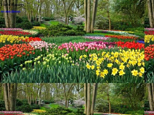 flowers screenshot