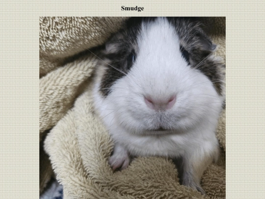 webpages/smudge screenshot