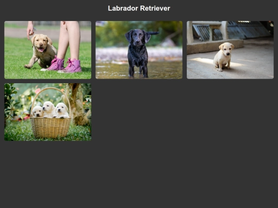 labradorretriever screenshot