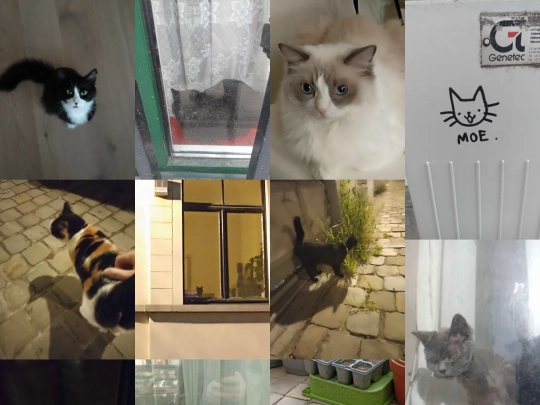 cats screenshot