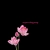 filmgirl22.neocities.org avatar