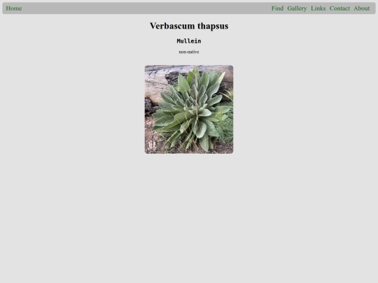 plants/Verbascum_thapsus screenshot