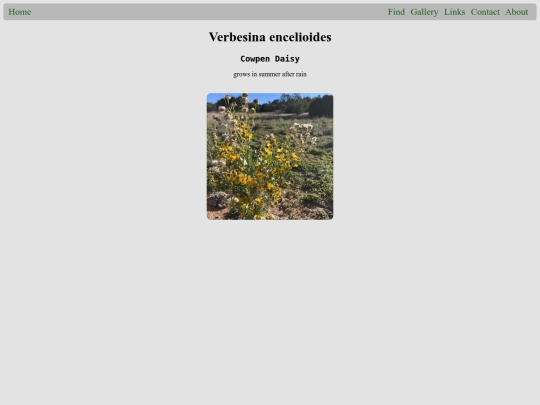 plants/Verbesina_encelioides screenshot