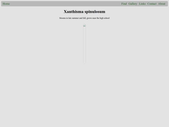 plants/Xanthisma_spinulosum screenshot