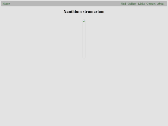 plants/Xanthium_strumarium screenshot