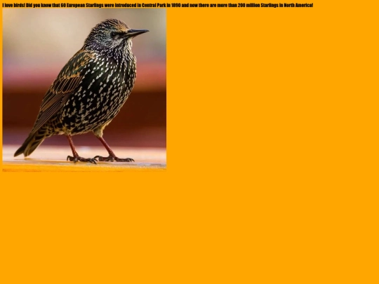 birds screenshot