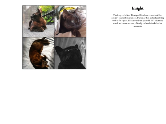 project/cat website/page1 screenshot