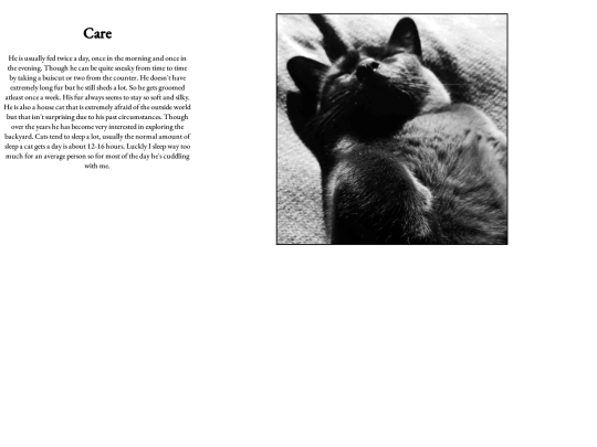 project/cat website/page2 screenshot