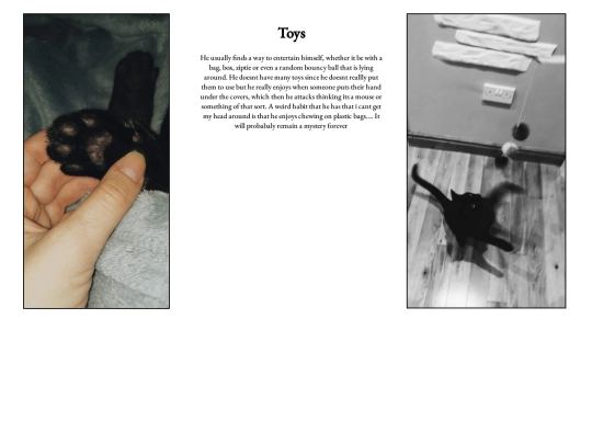 project/cat website/page3 screenshot