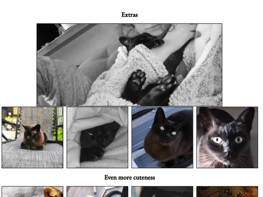 project/cat website/page4 screenshot