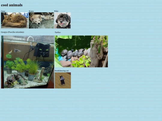 pets screenshot