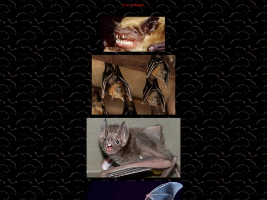 batgallery screenshot