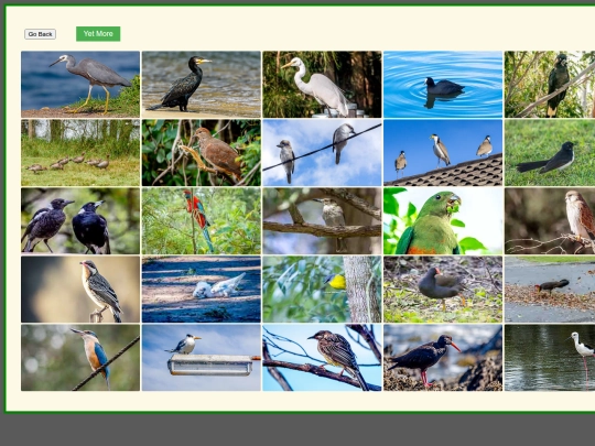 More_birds screenshot