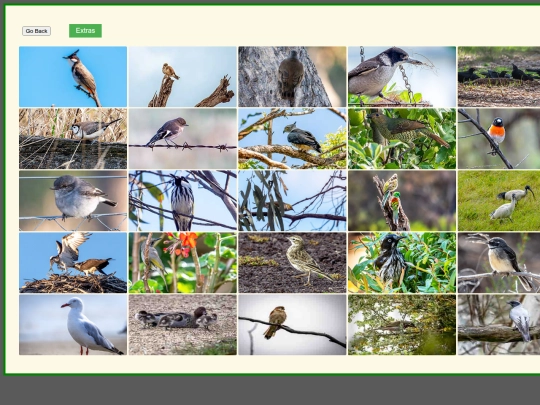Yet_more_birds screenshot