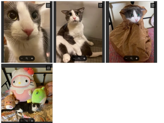 Best_Soggy_Cats/bestsoggies screenshot