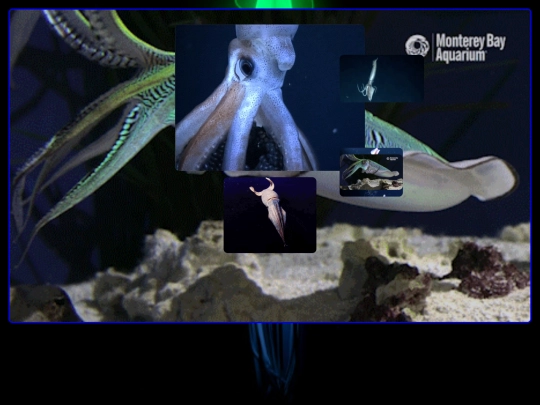 squiddy screenshot
