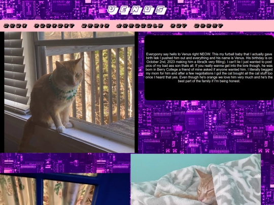 cat screenshot