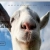 Green goat avatar