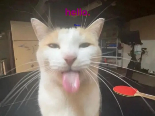 thesilly screenshot