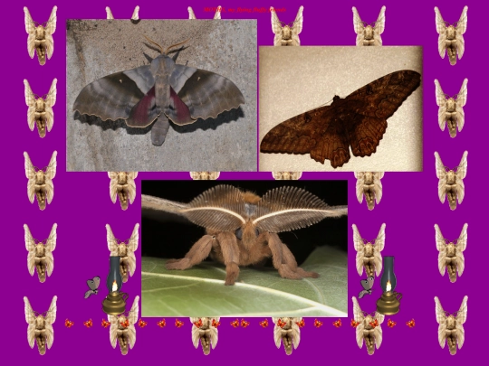 home/h111/moths screenshot