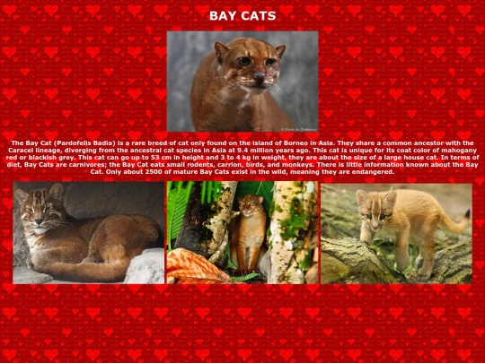 baycat screenshot