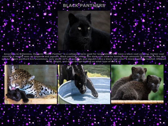 blackcat screenshot