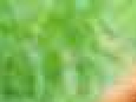 guineapig screenshot