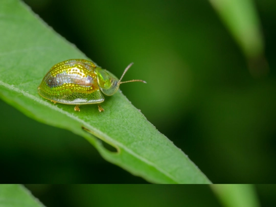 entomology screenshot