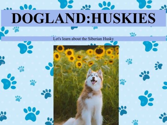 Midterm Project/DOGLAND2 screenshot