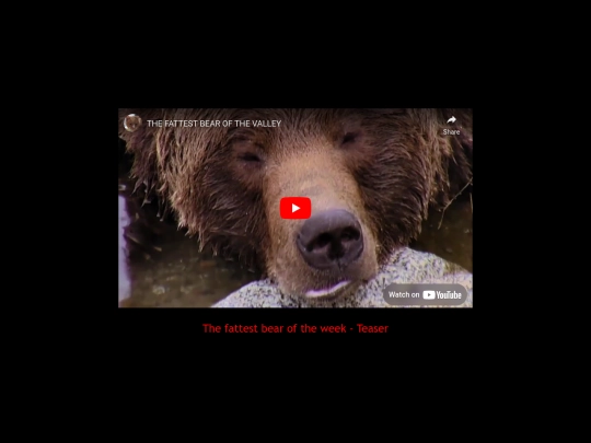thefattestbearoftheweek screenshot