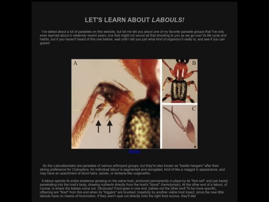 labouls screenshot