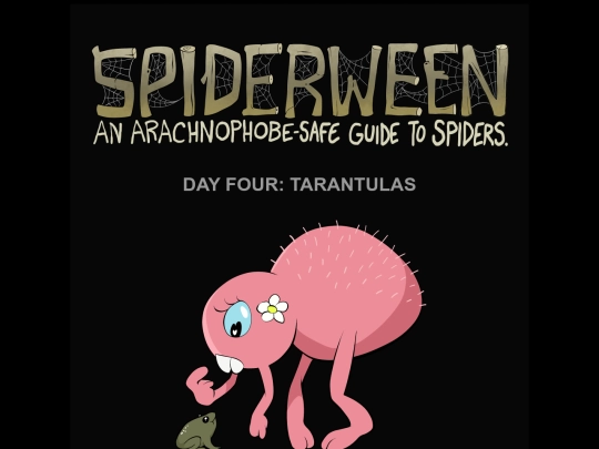 spiders/spiders04-tarantula screenshot