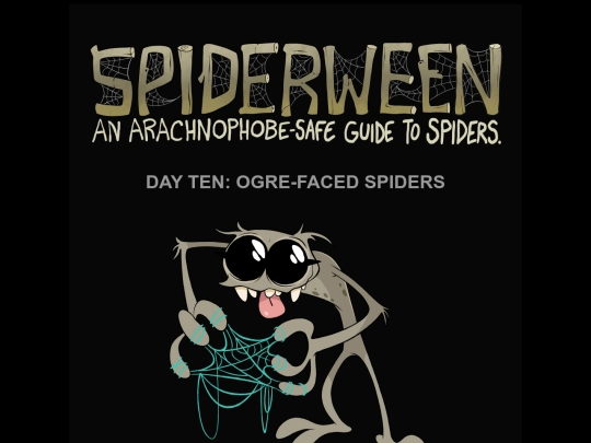 spiders/spiders10-ogre screenshot