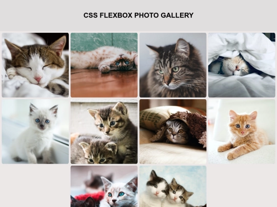 freeCodeCamp/6flexBoxGallery screenshot