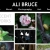 ali-bruce.neocities.org avatar