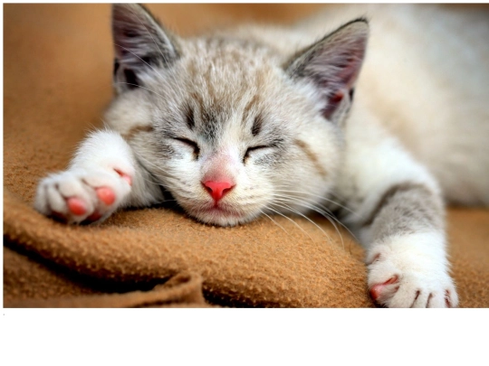kittengroot screenshot