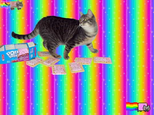 15_nyan screenshot