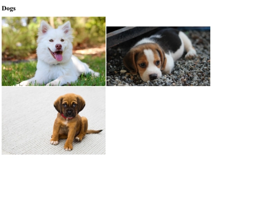 dog screenshot