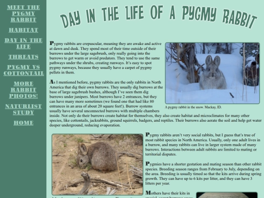 pygmyrabbit/pygmylife screenshot