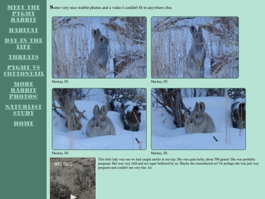pygmyrabbit/pygmyphotos screenshot
