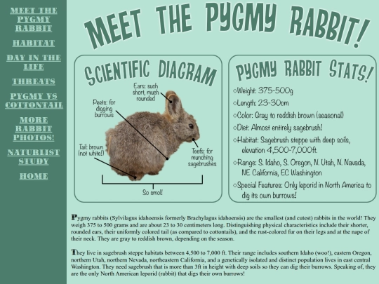 pygmyrabbit/pygmyrabbits screenshot
