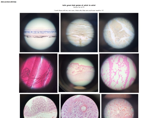 histology screenshot