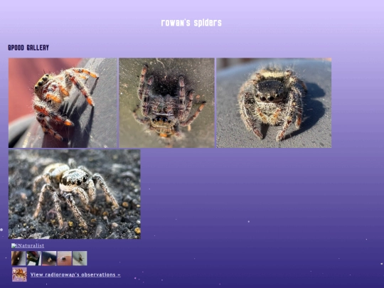 pages/spoodgallery screenshot