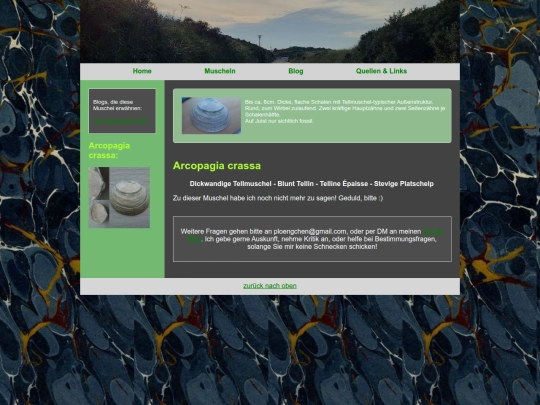 muscheln/arcopagiacrassa screenshot