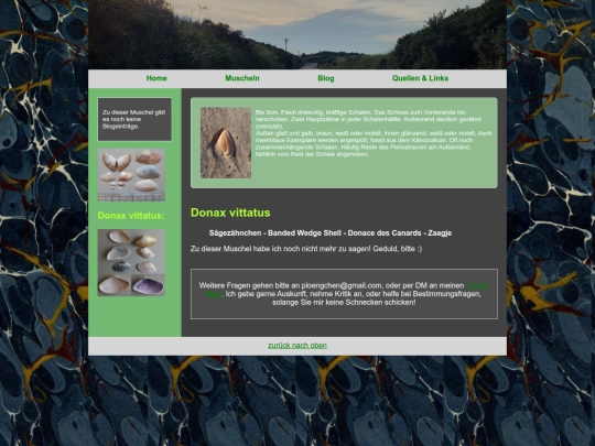 muscheln/donaxvittatus screenshot