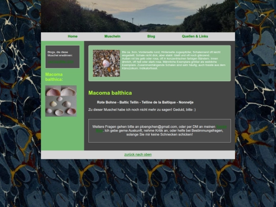 muscheln/macomabalthica screenshot