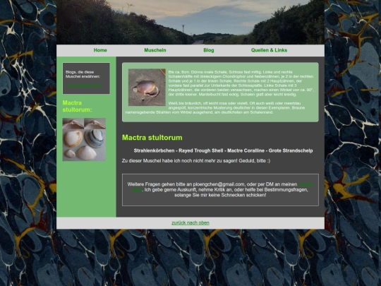 muscheln/mactrastultorum screenshot