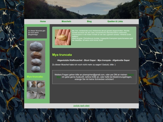 muscheln/myatruncata screenshot