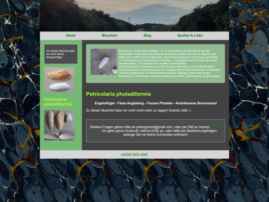 muscheln/petricolariapholadiformis screenshot