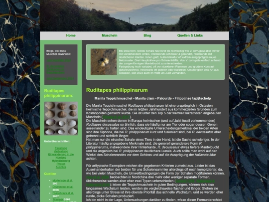 muscheln/ruditapesphilippinarum screenshot